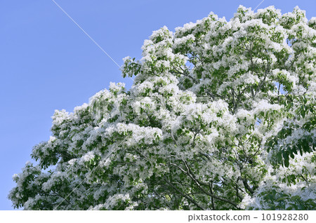 Hutsubutago in full bloom 101928280