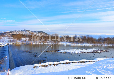 天鵝，鴨子，候鳥，久保田水邊學校，米澤 101928332