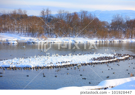 Swans, ducks, migratory birds, Kubota waterside school, Yonezawa 101928447