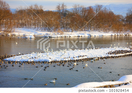 Swans, ducks, migratory birds, Kubota waterside school, Yonezawa Swans, ducks, migratory birds, Kubota waterside school, Yonezawa 101928454