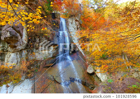 Omoshiroyama Momijigawa Valley 秋葉 Yellow Leaves 101928596