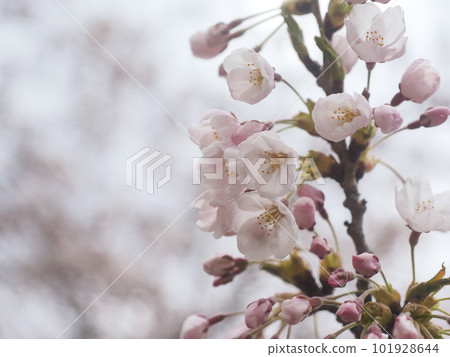Someiyoshino (Sapporo, Hokkaido, Nakajima Park) Someiyoshino (Sapporo, Hokkaido, Nakajima Park) 101928644