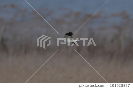 一隻雄性灰鸚鵡在吉原上空飛行 101928857