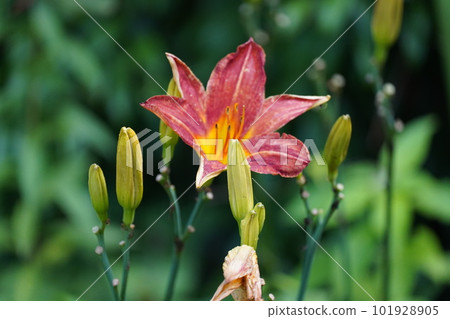 你是熱帶花嗎？ 101928905