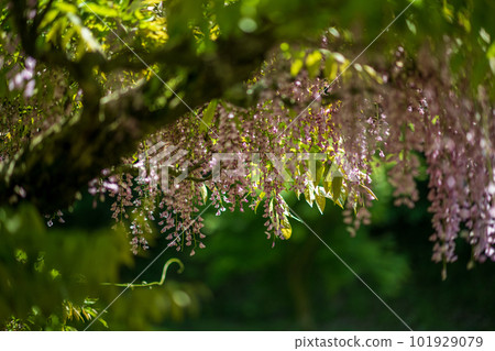盛開在古老森林裡的春天花紫藤的壯觀景色 盛開在古老森林裡的春天花紫藤的壯觀景色 101929079