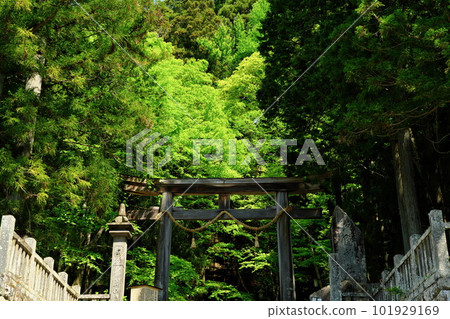 Shinshu Shinshu Togakushi Hokosha Torii Shining Fresh Green Shinshu Shinshu Togakushi Hokosha Torii Shining Fresh Green 101929169
