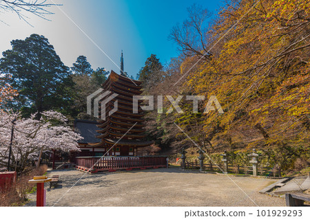 Nara Prefecture, stroll around cherry blossoms, enjoy the cherry blossoms of Yamato Tamumine 101929293