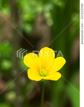 小黃花，五瓣小黃花，無處不在的小黃花，圓瓣小黃花 101929380