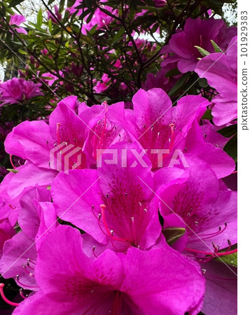 Azalea flowers in full bloom, pink flowers, freshly bloomed azalea flowers, large red-purple flowers in full bloom, gorgeous azalea flowers 101929383