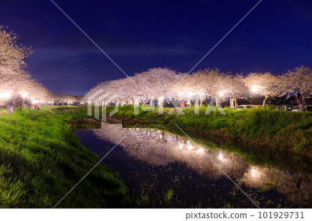 Illuminated rows of cherry blossom trees along the Kusaba River, Chikuzen Town, Fukuoka Prefecture 101929731