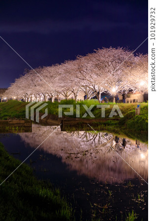 福岡縣築前町草場川沿岸燈火通明的櫻花樹 101929732