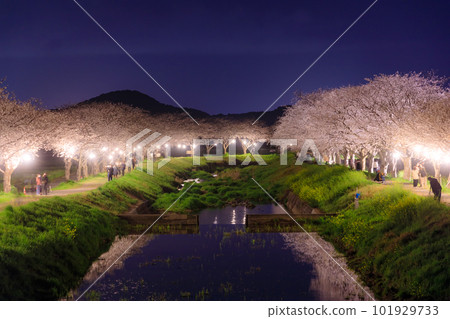 福岡縣築前町草場川沿岸燈火通明的櫻花樹 101929733