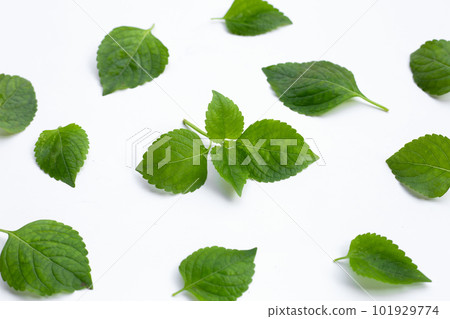 Tree Basil leaves (Ocimum gratissimum) on white background. 101929774