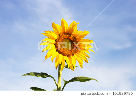 Sunflowers are blooming with blue sky. Sunflower field Sunflowers are blooming with blue sky. Sunflower field 101929790