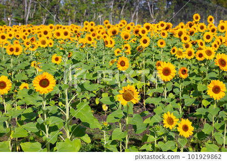 Sunflower field, Beautiful summer landscape. 101929862