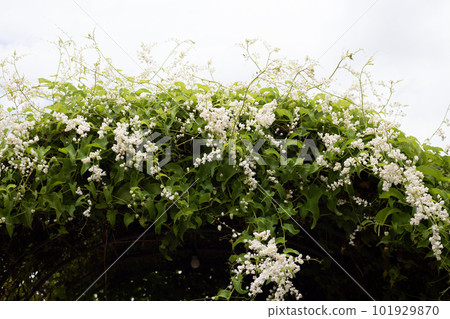 Mexican creeper, Chain of love, Coral vine Mexican creeper, Chain of love, Coral vine 101929870