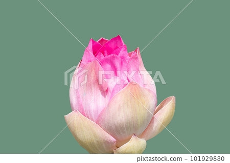 Beautiful pink lotus flower on green background. Beautiful pink lotus flower on green background. 101929880