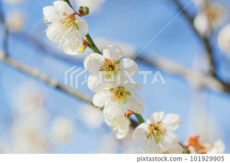 white plum blossom white plum blossom 101929905