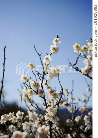 white plum blossom 101929982
