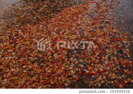 秋意深,落葉滿路 秋意深,落葉滿路 101930358