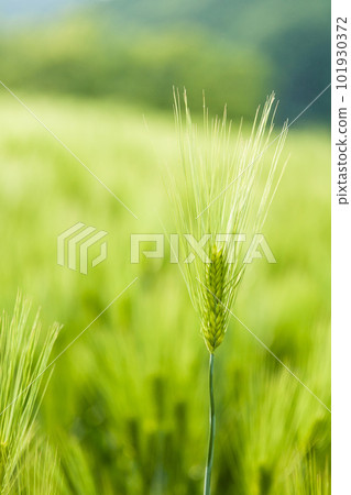 A close-up of barley on the green barley field 101930372