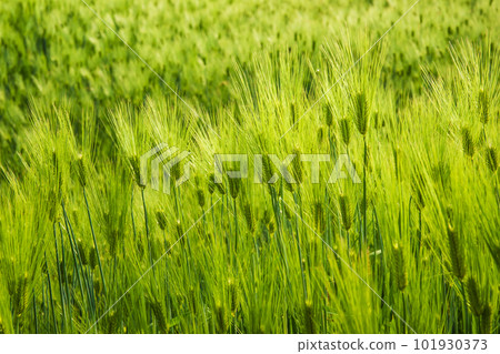 The barley in the green barley field is lit up with green waves in the sunlight. 101930373