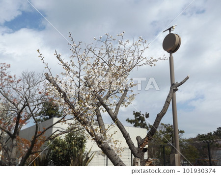 小島花卉協會花園裡的一排櫻花樹分為三片葉子。 小島花卉協會花園裡的一排櫻花樹分為三片葉子。 101930374