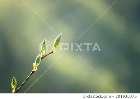 The young shoots of the tree branches begin to bud 101930376