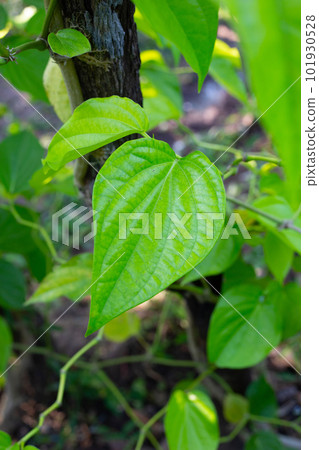 Green leaves of betel plant in the garden 101930528