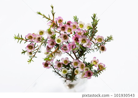Pink white waxflower on white background. Pink white waxflower on white background. 101930543