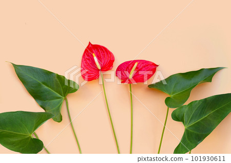 Flamingo flower or pigtail anthurium 101930611