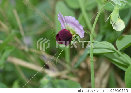 Snow pea flowers blooming in the spring field 101930713