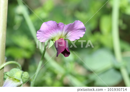 Snow pea flowers blooming in the spring field Snow pea flowers blooming in the spring field 101930714