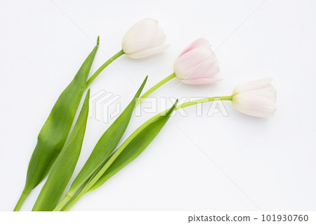 White pink tulips on white background. White pink tulips on white background. 101930760
