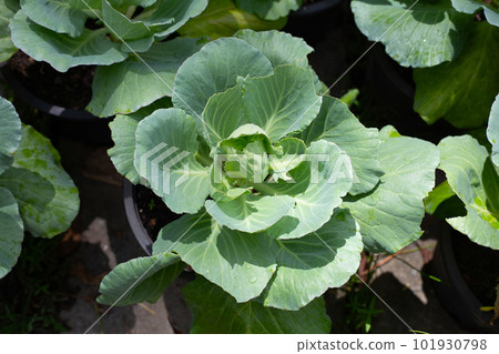 Gren cabbages growing in pots 101930798