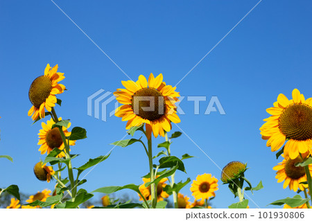 Sunflower field with blue sky. Beautiful summer landscape. 101930806