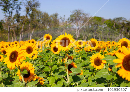 Sunflower field, Beautiful summer landscape. Sunflower field, Beautiful summer landscape. 101930807