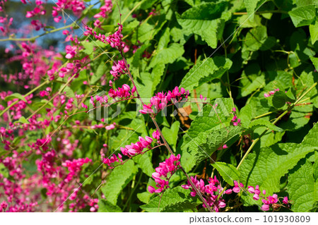 Mexican creeper, Chain of love, Coral vine. Pink flower Mexican creeper, Chain of love, Coral vine. Pink flower 101930809