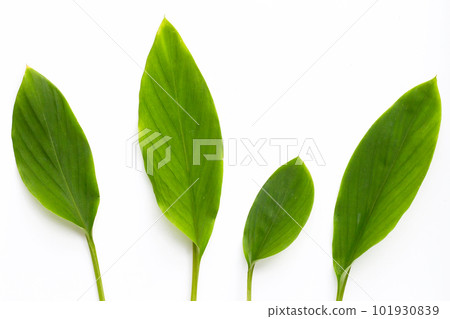 Fingerroot leaves on white background.. Fingerroot leaves on white background.. 101930839