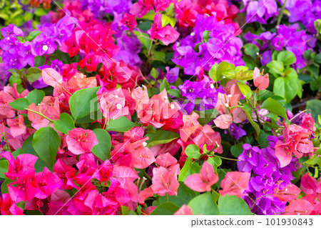 Beautiful bougainvillea flowers with green leaves 101930843