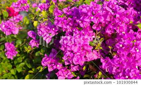 Beautiful bougainvillea flowers with green leaves 101930844