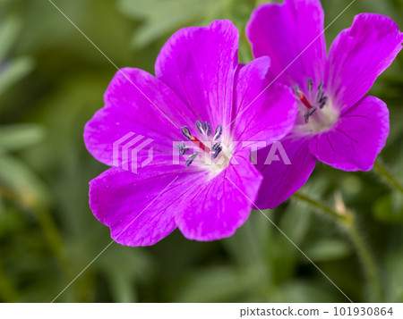 天竺葵花 101930864