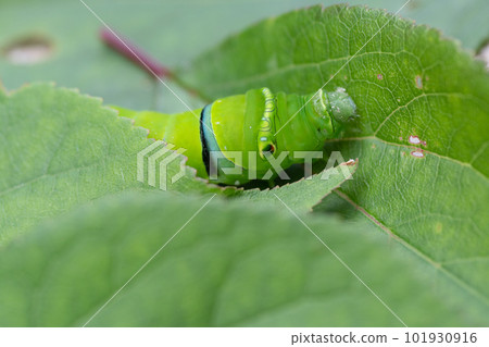 butterfly larvae on leaf butterfly larvae on leaf 101930916