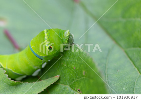 butterfly larvae on leaf butterfly larvae on leaf 101930917