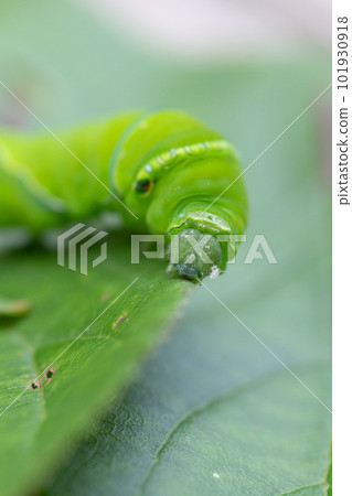 butterfly larvae on leaf butterfly larvae on leaf 101930918