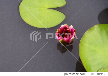 Beautiful red water lily. Lotus flower with green leaves Beautiful red water lily. Lotus flower with green leaves 101930942