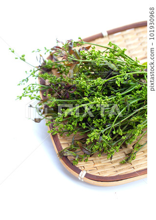 Neem leaves with flowers on white background. Neem leaves with flowers on white background. 101930968