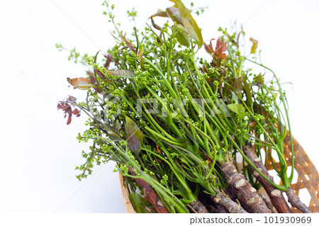 Neem leaves with flowers on white background. Neem leaves with flowers on white background. 101930969