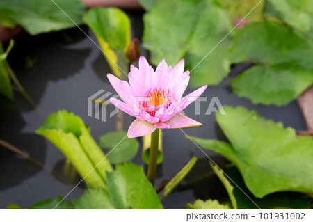 Beautiful pink water lily. Lotus flower with green leaves in a pond 101931002