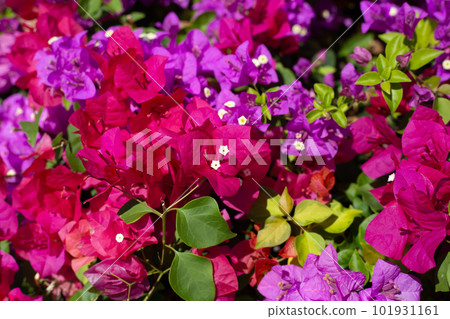 Beautiful bougainvillea flowers with green leaves 101931161